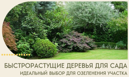Быстрорастущие деревья для сада идеальный выбор в Коврове
