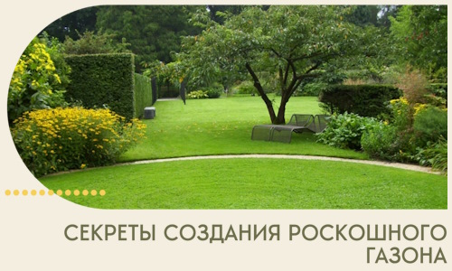 Секреты создания роскошного газона в Коврове